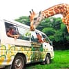 Viaje para visitar el Auto Safari Chapin Enero 2021 2 885x500 1 Tour Operador y Agencia de viajes, booking hotels, flights, hoteles, vuelos, Car Rental El Salvador ⭐️ El Salvador Tours & Travel